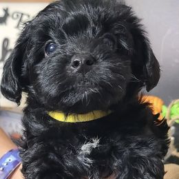 Yorkipoo Puppies from Gin and Stella's Adventures