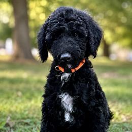 Levi - Black male Poodle puppy in Willacoochee, Georgia from Kitandkboodle's Doodles