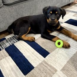 Lilac - Black and mahogany female Rottweiler puppy in Parker, Colorado from Denver Rotties