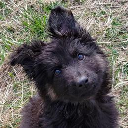 Red Collar - Brinks - Black and red male German Shepherd puppy in Augusta, West Virginia from Cricket Hollow Canines