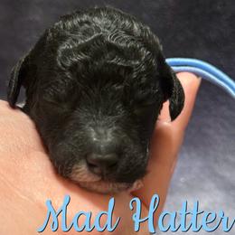 Mad Hatter - Parti male Poodle puppy in Independence, Kansas from Malone Standard Poodles