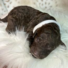 White - Snow - Chocolate female Goldendoodle puppy in Cleveland, Georgia from The O.G. Doodles