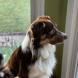 Huck - Australian Shepherd