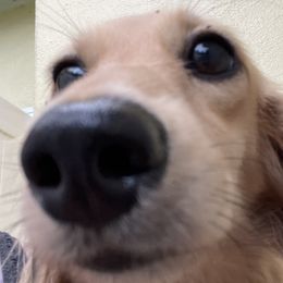 Paisley - Dachshund