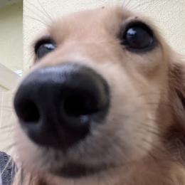 Paisley - Dachshund