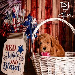 DJ - Apricot female Goldendoodle puppy in Syracuse, Utah from 2 Bros Doodles