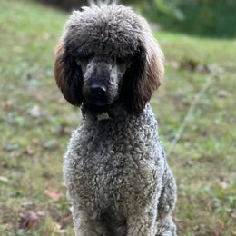 Goldendoodles and Poodles from Kanallakan’s Poodles & Doodles