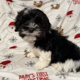 Chewy - Black and white male Havanese puppy in Englewood, New Jersey from Happy Havanese NJ