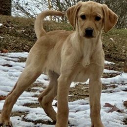 Pink Collar - Yellow female Labrador Retriever puppy in Kimbolton, Ohio from Blue Clay Kennels, LLC.