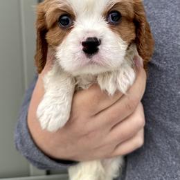 Pierogi - Blenheim male Cavalier King Charles Spaniel puppy in Boardman, Ohio from Taliaferro Kennel