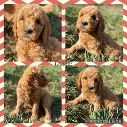 Goldendoodle Puppies from The Poodle Plantation