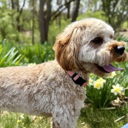 Paisley - Cavapoo