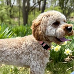 Paisley - Cavapoo