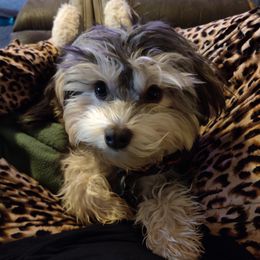 Baxter - Havanese