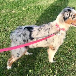 Australian Shepherd Puppies from 4t Aussies