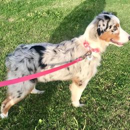 Australian Shepherd Puppies from 4t Aussies