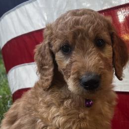 Birch - Apricot male Goldendoodle puppy in Sumner, Washington from Little Acre Doodles
