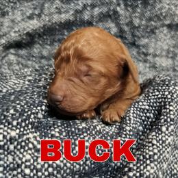 Buck - Red  male Goldendoodle puppy in Hendersonville, Tennessee from Ben's Best Buddy Goldendoodles