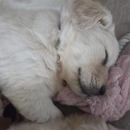Golden Retriever puppies from Agape Goldens