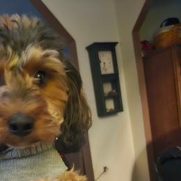 Bernedoodles from Brambleberry Doodles