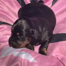 Rune - Black and cream male Dachshund puppy in Proctor, Montana from Blue Star Dachshunds