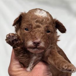 Hershey - Red  male Goldendoodle puppy in Vernon, Texas from Sugarland's Texas Goldendoodles