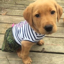 Dilute Retrievers from Palmetto Moon Labradors