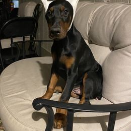 Joy - Doberman Pinscher puppy in Aurora, Colorado from Davis Doberman Pinschers