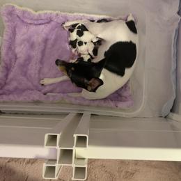Toy Fox Terrier Puppies from Threlfall’s TFT’s