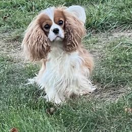 Clary - Cavalier King Charles Spaniel