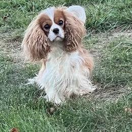 Clary - Cavalier King Charles Spaniel