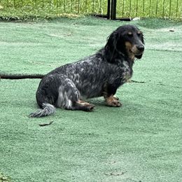 Knight - Piebald male Dachshund puppy in Irving, Texas from DFW Dachshunds by G & S