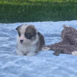 Yellow Collar Male - Red male Pembroke Welsh Corgi puppy in Tenino, Washington from LoneStar Corgis NW