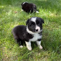 Sage - Seal female Border Collie puppy in Lakeview, Michigan from Haven Creek Farm