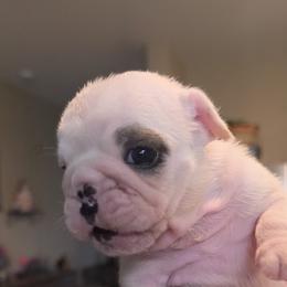 Bulldog Puppies from Nelda Fernandez