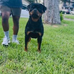 Groot - Black and mahogany male Rottweiler puppy in Humble, Texas from Inexorable Haus Early Rotts