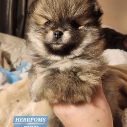 Rumi - Orange sable female Pomeranian puppy in Buffalo, New York from HERRPOMS