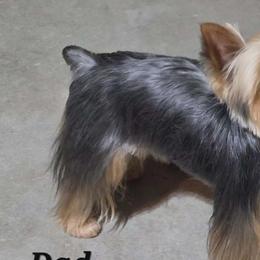 Yorkshire Terriers from Granny's yorkshire Terrier Modesto California