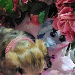 Dachshund Puppies from CLARK'S BREEDING PROGRAM