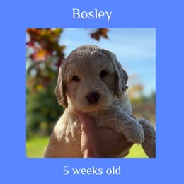 Bosley - blue collar - Caramel male Labradoodle puppy in Beavercreek, Oregon from Auburn Sky Labradoodles