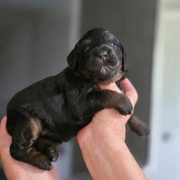 Malibu - Tri-color female Bernedoodle puppy in Mc Gaheysville, Virginia from Doting Doodles