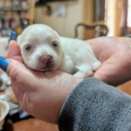Versace - Cream male Pomeranian puppy in Illinois from Maribel Poms