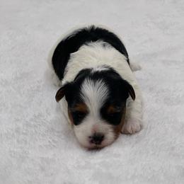 Kane 2650 - Black tan and white male Biewer Terrier puppy in Douglas, Georgia from Heartland small breeds