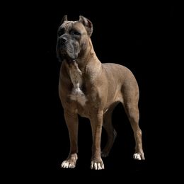 Busya - Cane Corso