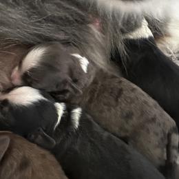 Girl 4 - Blue merle female Aussiedoodle puppy in Martin County, Florida from Biggie Ranch