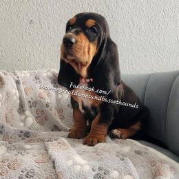 Orange collar - Black tan and white male Basset Hound puppy in Alton, Illinois from Show Me Great Danes and Basset Hounds
