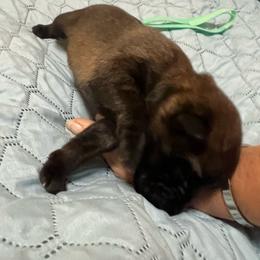 Puppy 3 - Red sable male Belgian Malinois puppy in Henrico, Virginia from MonStar Malinois