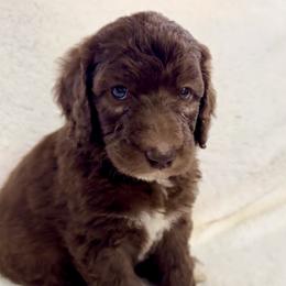 Chocolate Female (gold collar) - Brown female Poodle puppy in Mendenhall, Mississippi from Red Bayou Kennels, LLC