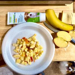 Pomeranian Puppies from "Prissy Pups"