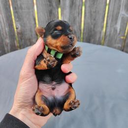 Mr. Green - Black and gold male Yorkshire Terrier puppy in Woodway, Texas from The Yorkie Empire